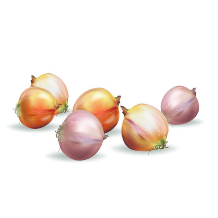 onion isolated vectorのイラスト素材
