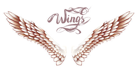 angel wings, lettering, drawingの写真素材
