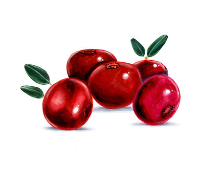 Cranberries being, picture, ripe berriesの写真素材