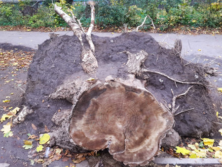 slice of tree fallen trunk old background