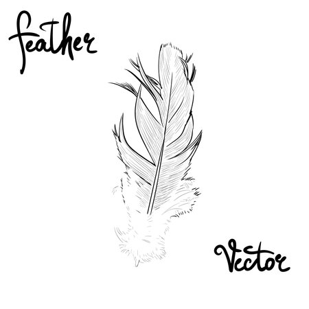 feather illustration vectorのイラスト素材