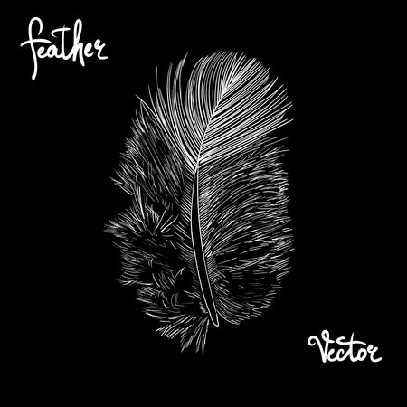 feather illustration vectorのイラスト素材