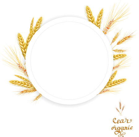wheat illustration print design templateのイラスト素材
