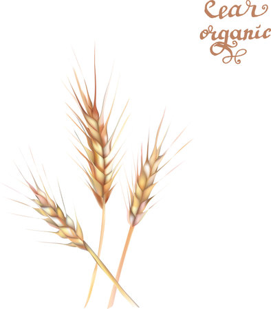 wheat illustration print design templateのイラスト素材