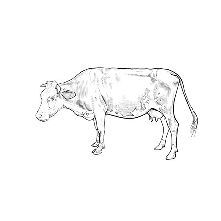 cow illustration texture food packaging print engraving vectorの写真素材
