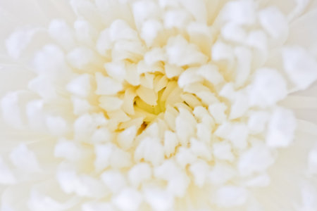 flower white backgroundの写真素材