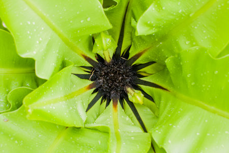 Green leaf background texture の写真素材