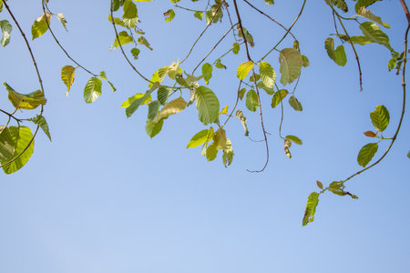Green leaves background の写真素材