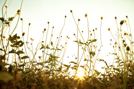   autumn flowers in sunset の写真素材