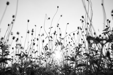   autumn flowersの写真素材