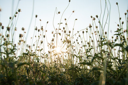   autumn flowersの写真素材