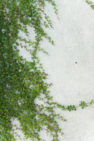 Green Creeper Plant on white concreteの写真素材