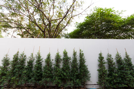  tree with white wall の写真素材