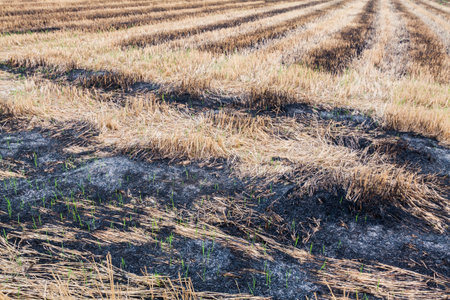 Burned fields textureの写真素材
