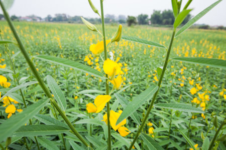 Yellow flower fieldsの写真素材