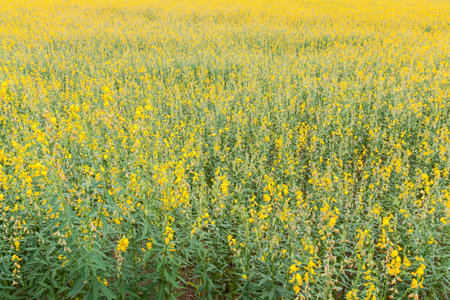Yellow flower fieldsの写真素材