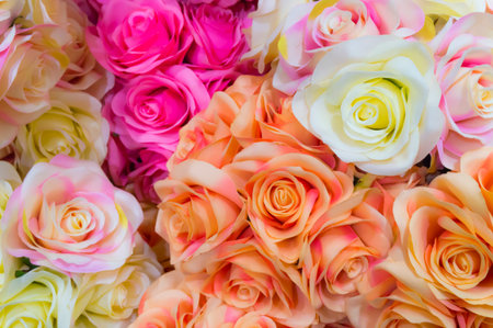 beutiful rose flower backgroundの写真素材