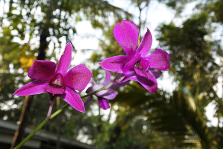 Beautiful Moon Orchidの写真素材