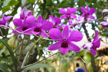 Beautiful Moon Orchidの写真素材