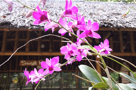 Beautiful Moon Orchidの写真素材
