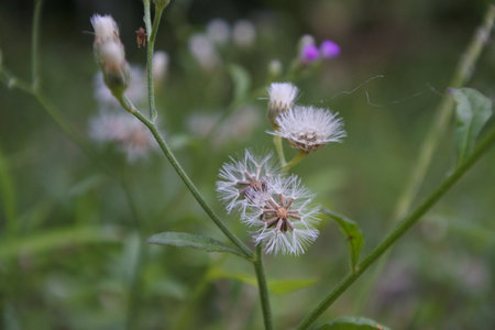 Grass with beautiful flowerの写真素材