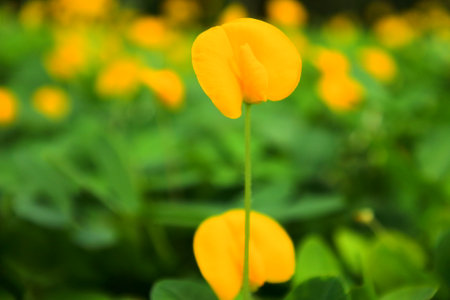 Beautiful yellow wildflowerの写真素材