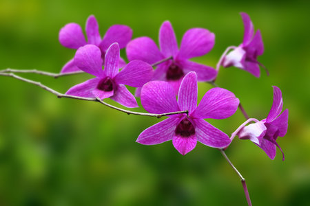closeup Purple Moon Orchid on green blured backgroundの写真素材