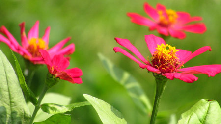Beautiful Pink Flower on green backgroundの写真素材