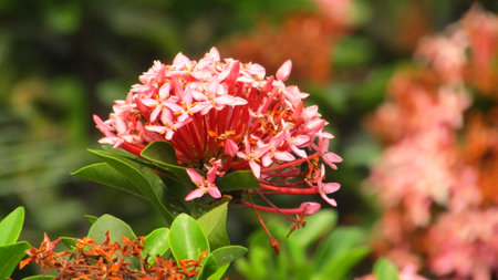 Closeup Beautiful red flowerの写真素材