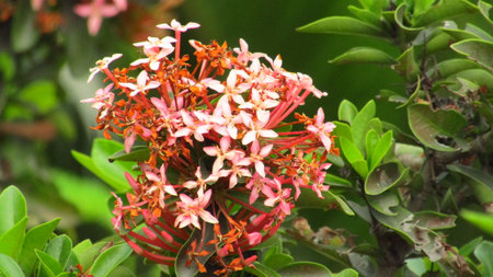 Closeup Beautiful red flowerの写真素材