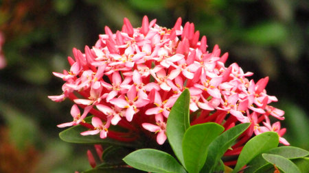 Widescreen Picture of Beautiful red wild flower with blurred green backgroundの写真素材