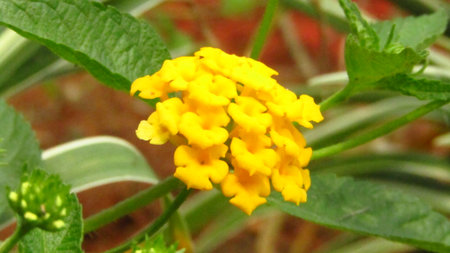 Widescreen Picture of Beautiful yellow wild flower with blurred green backgroundの写真素材