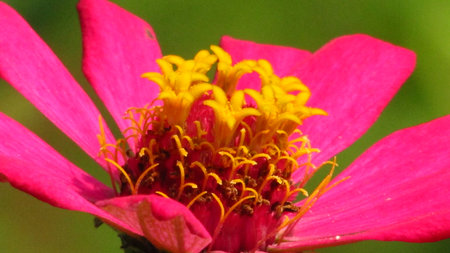 Widescreen Picture of Beautiful pink wild flower with blurred green backgroundの写真素材
