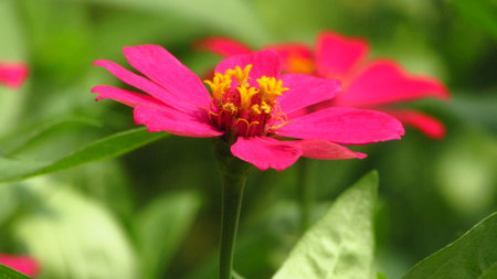 Widescreen Picture of Beautiful pink wild flower with blurred green backgroundの写真素材