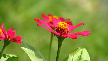 Widescreen Picture of Beautiful pink wild flower with blurred green backgroundの写真素材