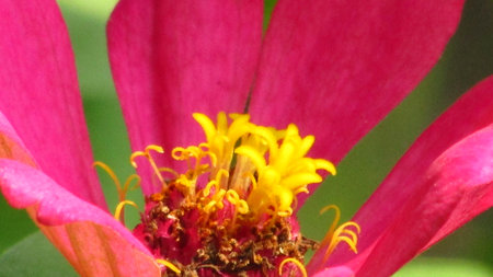 Beautiful pink wild flower with blurred green backgroundの写真素材