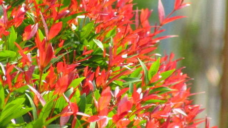 red and green leaves with blurred backgroundの写真素材
