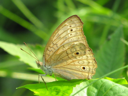 The brown butterfly is perched on the leaves with a blurred green backgroundの写真素材