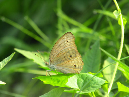 The brown butterfly is perched on the leaves with a blurred green backgroundの写真素材