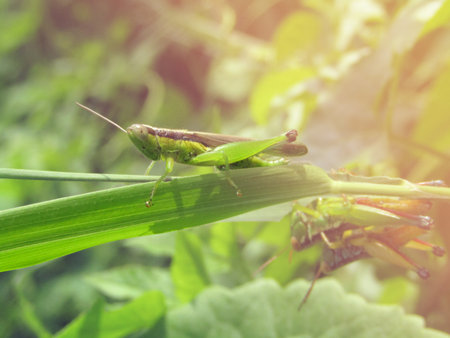 Closeup Photo of the grasshoppers in the wild on the blurred greenの写真素材