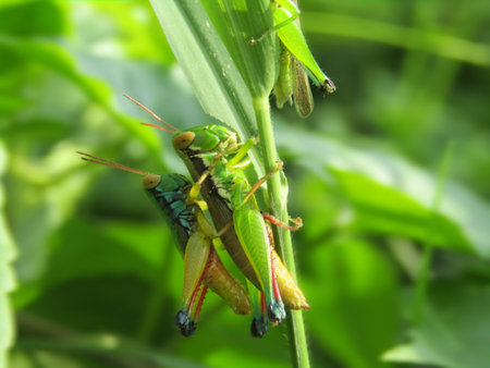 Closeup Photo of two grasshoppers in the wild on the blurred green backupの写真素材