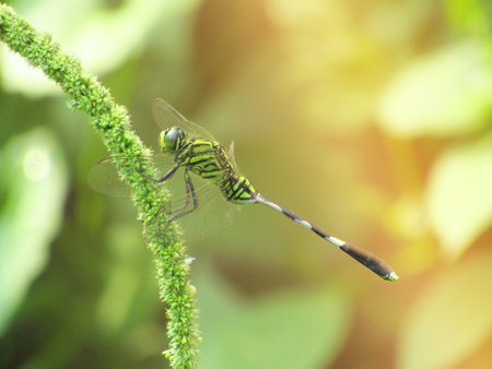 Close Up Photo of dragonfly on the blurred goldy green background in the wildlifeの写真素材