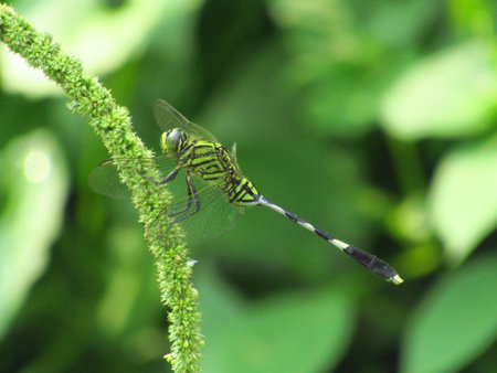 Close Up Photo of dragonfly on the blurred green background in the wildlifeの写真素材