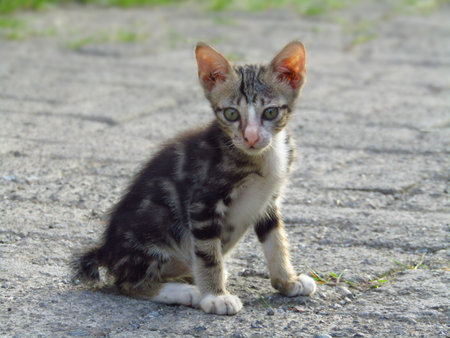 close up photo of cute kittenの写真素材
