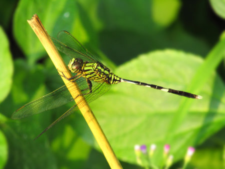 Beautiful Macro image of the dragonfly with blurred backgroundの写真素材