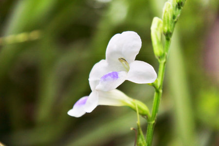 Beautiful macro image of white wild flower in the gardenの写真素材
