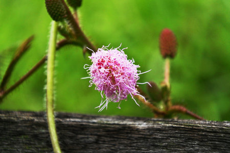 Macro image of detailed pink wild flower (bunga putri malu)の写真素材