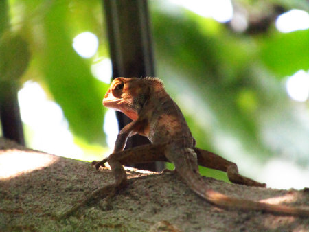 Closeup Photo of Bronchocela jubata