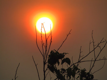 Beautiful branch of tree silhouette with sun rise backgroundの写真素材
