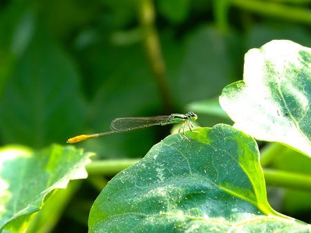 Capung jarum or Orange tail Damselflies perches on the leafの写真素材